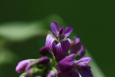 Fotografia da espécie Medicago sativa