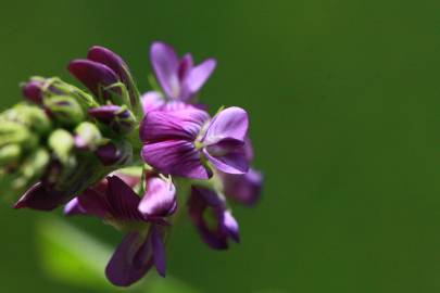 Fotografia da espécie Medicago sativa