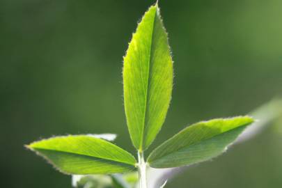 Fotografia da espécie Medicago sativa