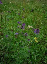 Fotografia da espécie Medicago sativa