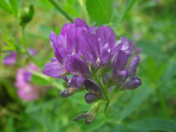 Fotografia da espécie Medicago sativa