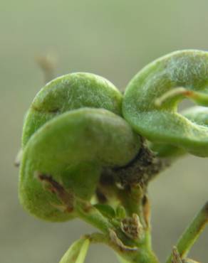 Fotografia 30 da espécie Medicago sativa no Jardim Botânico UTAD