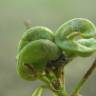 Fotografia 30 da espécie Medicago sativa do Jardim Botânico UTAD