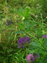 Fotografia da espécie Medicago sativa