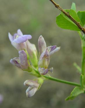 Fotografia 32 da espécie Medicago sativa no Jardim Botânico UTAD