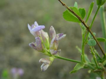 Fotografia da espécie Medicago sativa