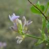 Fotografia 32 da espécie Medicago sativa do Jardim Botânico UTAD