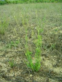 Fotografia da espécie Medicago sativa