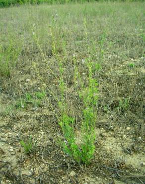 Fotografia 34 da espécie Medicago sativa no Jardim Botânico UTAD