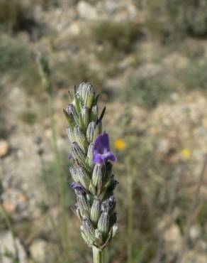 Fotografia 9 da espécie Lavandula latifolia no Jardim Botânico UTAD