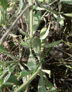 Fotografia 10 da espécie Lavandula latifolia no Jardim Botânico UTAD