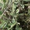 Fotografia 10 da espécie Lavandula latifolia do Jardim Botânico UTAD