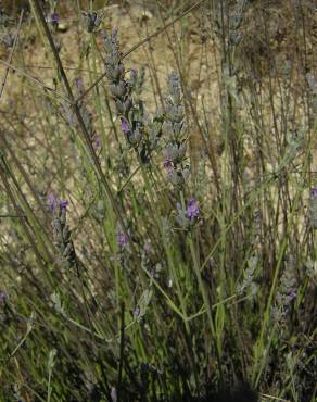 Fotografia 11 da espécie Lavandula latifolia no Jardim Botânico UTAD