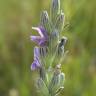 Fotografia 12 da espécie Lavandula latifolia do Jardim Botânico UTAD