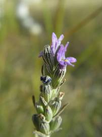 Fotografia da espécie Lavandula latifolia