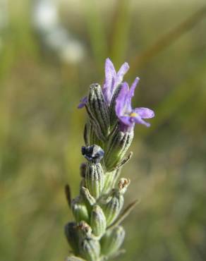 Fotografia 13 da espécie Lavandula latifolia no Jardim Botânico UTAD