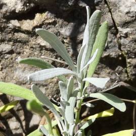 Fotografia da espécie Lavandula latifolia