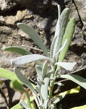 Fotografia 16 da espécie Lavandula latifolia no Jardim Botânico UTAD