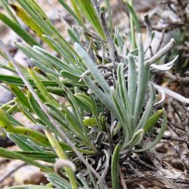 Fotografia da espécie Lavandula latifolia