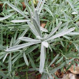 Fotografia da espécie Lavandula latifolia