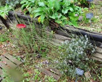 Fotografia da espécie Lavandula latifolia