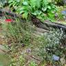 Fotografia 20 da espécie Lavandula latifolia do Jardim Botânico UTAD