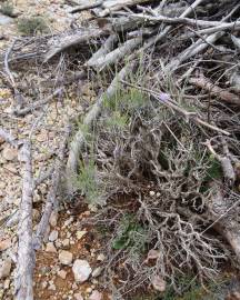 Fotografia da espécie Lavandula latifolia