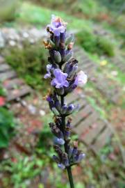 Fotografia da espécie Lavandula latifolia