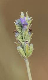 Fotografia da espécie Lavandula latifolia