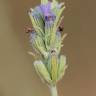 Fotografia 25 da espécie Lavandula latifolia do Jardim Botânico UTAD