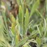 Fotografia 26 da espécie Lavandula latifolia do Jardim Botânico UTAD