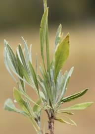 Fotografia da espécie Lavandula latifolia