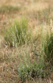 Fotografia da espécie Lavandula latifolia