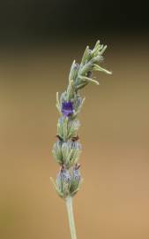 Fotografia da espécie Lavandula latifolia