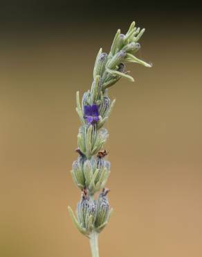 Fotografia 30 da espécie Lavandula latifolia no Jardim Botânico UTAD