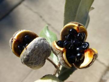 Fotografia da espécie Pittosporum crassifolium