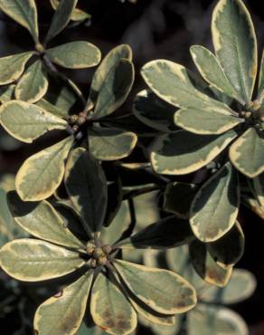 Fotografia 10 da espécie Pittosporum crassifolium no Jardim Botânico UTAD