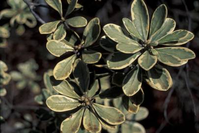 Fotografia da espécie Pittosporum crassifolium