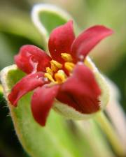 Fotografia da espécie Pittosporum crassifolium