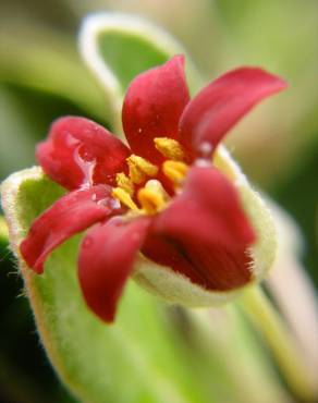 Fotografia 1 da espécie Pittosporum crassifolium no Jardim Botânico UTAD