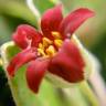 Fotografia 1 da espécie Pittosporum crassifolium do Jardim Botânico UTAD