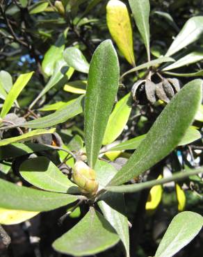 Fotografia 13 da espécie Pittosporum crassifolium no Jardim Botânico UTAD