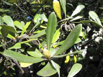 Fotografia da espécie Pittosporum crassifolium