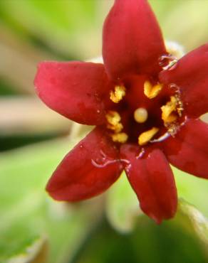 Fotografia 14 da espécie Pittosporum crassifolium no Jardim Botânico UTAD