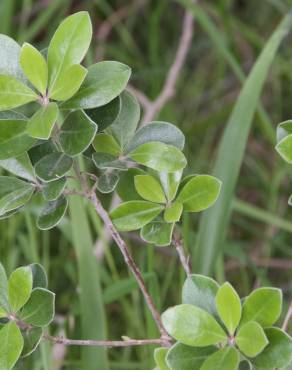 Fotografia 15 da espécie Pittosporum crassifolium no Jardim Botânico UTAD