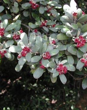 Fotografia 16 da espécie Pittosporum crassifolium no Jardim Botânico UTAD