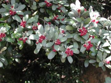 Fotografia da espécie Pittosporum crassifolium