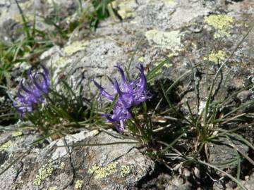 Fotografia da espécie Phyteuma hemisphaericum