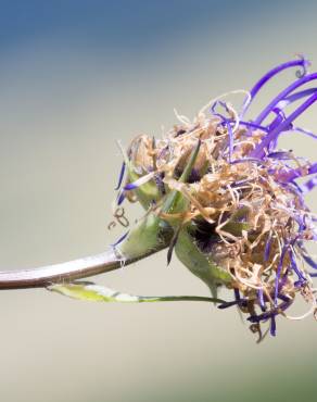 Fotografia 7 da espécie Phyteuma hemisphaericum no Jardim Botânico UTAD