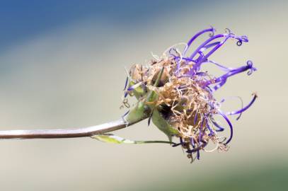 Fotografia da espécie Phyteuma hemisphaericum